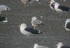 Caspian Gull at Hole Haven Creek (Steve Arlow) (69296 bytes)